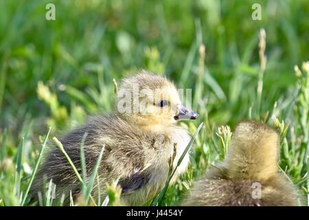 Maryland, Stati Uniti d'America. 9 maggio 2017. Oca canadese gosling (Branta canadensis) o pulcino su una calda e soleggiata giornata di primavera. Credito: Jeramey Lende/Alamy Live News Foto Stock