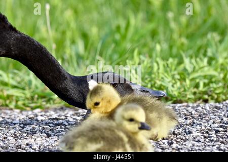 Maryland, Stati Uniti d'America. 9 maggio 2017. Oca canadese madre (Branta canadensis) proteggere il suo bambino pulcini o goslings. Photo credit: Jeramey Lende/Alamy Live News Foto Stock