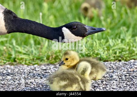 Maryland, Stati Uniti d'America. 9 maggio 2017. Oca canadese madre (Branta canadensis) proteggere il suo bambino pulcini o goslings. Photo credit: Jeramey Lende/Alamy Live News Foto Stock