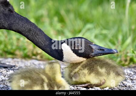 Maryland, Stati Uniti d'America. 9 maggio 2017. Oca canadese madre (Branta canadensis) proteggere il suo bambino pulcini o goslings. Photo credit: Jeramey Lende/Alamy Live News Foto Stock