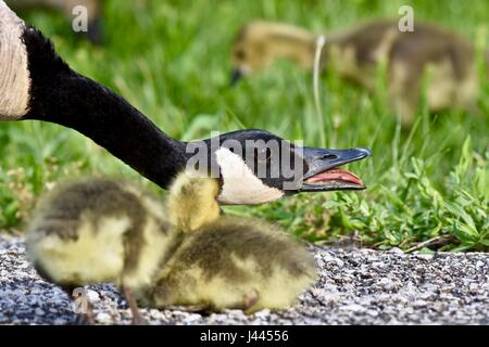 Maryland, Stati Uniti d'America. 9 maggio 2017. Oca canadese madre (Branta canadensis) proteggere il suo bambino pulcini o goslings. Photo credit: Jeramey Lende/Alamy Live News Foto Stock