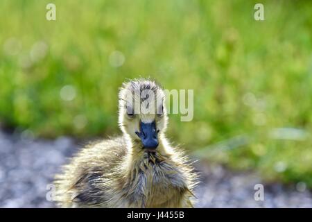 Maryland, Stati Uniti d'America. 9 maggio 2017. Oca canadese gosling (Branta canadensis) o pulcino su una calda e soleggiata giornata di primavera. Photo credit: Jeramey Lende/Alamy Live News Foto Stock