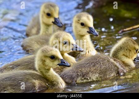 Maryland, Stati Uniti d'America. 9 maggio 2017. Oca canadese goslings (Branta canadensis) o di pulcini in una calda e soleggiata giornata di primavera. Photo credit: Jeramey Lende/Alamy Live News Foto Stock