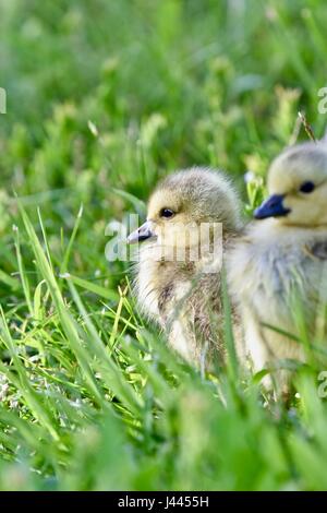 Maryland, Stati Uniti d'America. 9 maggio 2017. Oca canadese pulcini (Branta canadensis) o goslings recante nell'erba. Credito: Jeramey Lende/Alamy Live News Foto Stock