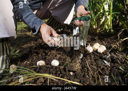 Stretta di mano di piantare le lampadine con fiore piantatrice lampadina all'aperto in giardino. Uso di attrezzi da giardino. Foto Stock