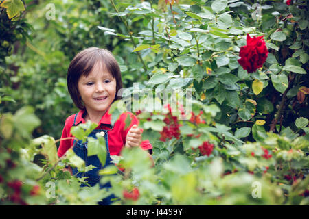 Adorable little boy, tenendo ribes rosso in un giardino appena raccolte Foto Stock