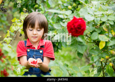 Adorable little boy, tenendo ribes rosso in un giardino appena raccolte Foto Stock