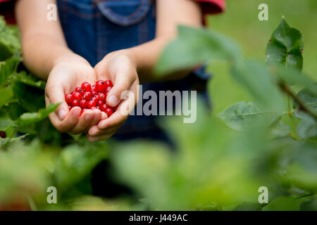 Adorable little boy, tenendo ribes rosso nelle sue mani, rendendo la forma di calore appena raccolte Foto Stock