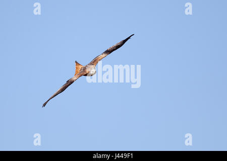 Aquilone rosso, Milvus milvus, in volo dalla parte anteriore contro il cielo blu Foto Stock