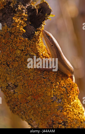 Femmina mabuya imbrigliato o imbrigliati skink (Trachylepis vittata) si arrampica su un albero fotografato in Israele nel febbraio Foto Stock