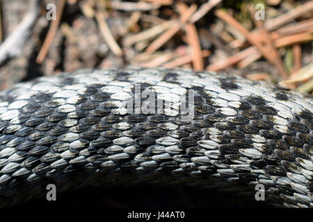 Dettaglio del serpente slithering sul terreno. Il sommatore Vipera berus. Foto Stock