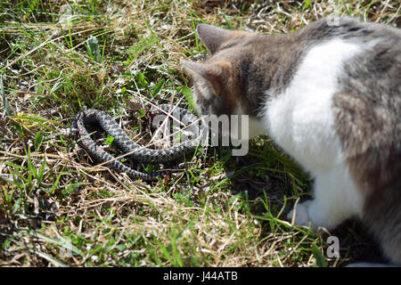 Cat caccia e uccidere il sommatore snake (Vipera berus) Foto Stock