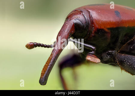 Un Rhynchophorus ferrugineus - curculione rosso Foto Stock