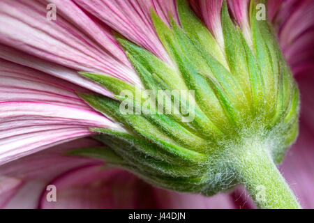 Prospettiva diversa Daisy Flower Foto Stock