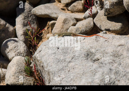 I capretti spinoso-footed lizard, lucertole, rettili acanthodactylus erythrurus crogiolarsi sulle rocce. Andalusia, Spagna. Foto Stock