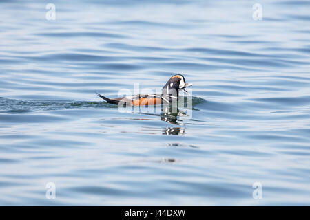 Arlecchino anatra (Histrionicus hitrionicus) maschio nuoto, punto Roberts, Washington, Stati Uniti d'America Foto Stock