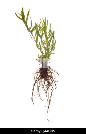 Tutta la Francia taragon pianta con radici isolato su sfondo bianco Foto Stock