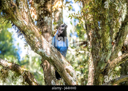 Azure Jay o Gralha Azul bird (Cyanocorax caeruleus) in Itaimbezinho Canyon al Parco Nazionale Aparados da Serra - Cambara do Sul Rio Grande do Sul, Br Foto Stock