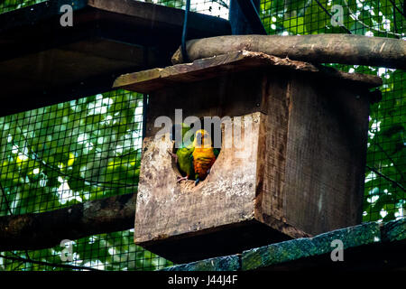 Sun parrocchetto e Nanday parrocchetto giovane al Parque das Aves - Foz do Iguacu, Parana, Brasile Foto Stock