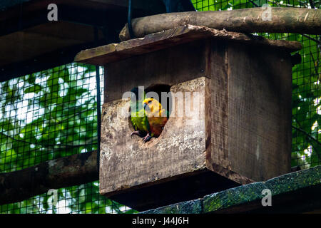 Sun parrocchetto e Nanday parrocchetto giovane al Parque das Aves - Foz do Iguacu, Parana, Brasile Foto Stock