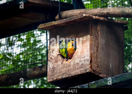 Sun parrocchetto e Nanday parrocchetto giovane al Parque das Aves - Foz do Iguacu, Parana, Brasile Foto Stock