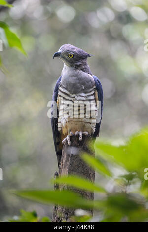 Ritratto di un pacifico Baza (Aviceda subcristata), un australiano rapace, Australia Foto Stock