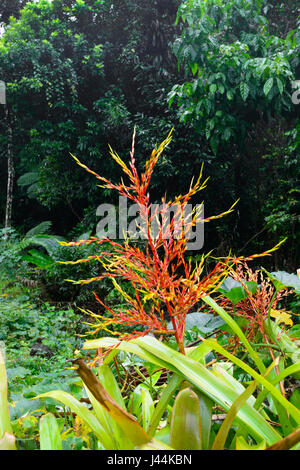 Blooming Bromeliad nella foresta pluviale tropicale, Bellenden Ker, estremo Nord Queensland, QLD, FNQ, Australia Foto Stock