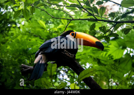 Toucan al Parque das Aves - Foz do Iguacu, Parana, Brasile Foto Stock