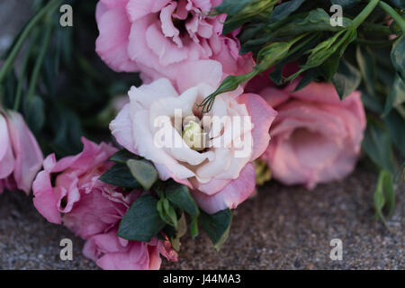 Primo piano di rosa pallido eustoma fiore nel fuoco e altri eustoma rosa sfocato Foto Stock