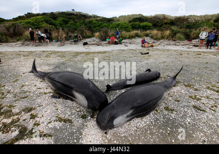 Foto di Tim - bracciale 10 & 11 Febbraio 2017 - massa di balene pilota la cordatura a Farewell Spit, Golden Bay, Nuova Zelanda: Foto Stock