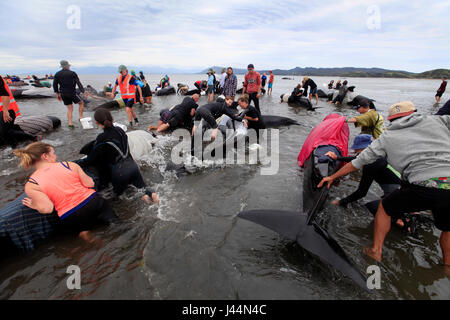 Foto di Tim - bracciale 10 & 11 Febbraio 2017 - massa di balene pilota la cordatura a Farewell Spit, Golden Bay, Nuova Zelanda: Foto Stock