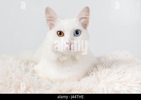 Gatto Bianco con differenti occhi colorati. Ritratto in studio di un simpatico white odd-eyed cat, seduto su un cuscino Foto Stock