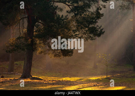 Early Morning mist e una matura Douglas Fir Tree con alberello sotto il sole Foto Stock