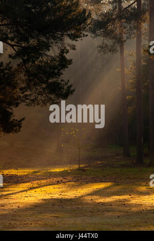 La mattina presto la nebbia e sole in una foresta di pini radura con giovane germoglio in centro Foto Stock