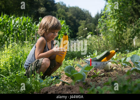 Carino piccolo ragazzo picking zucchine in un giardino Foto Stock