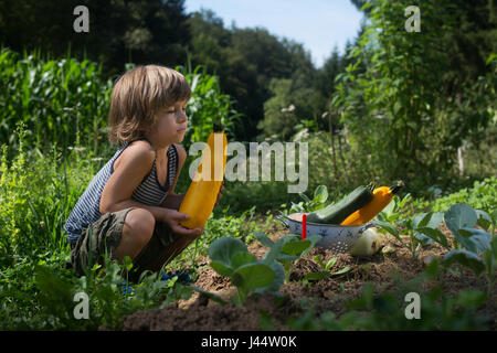 Carino piccolo ragazzo picking zucchine in un giardino. Homegrown alimenti naturali. Foto Stock