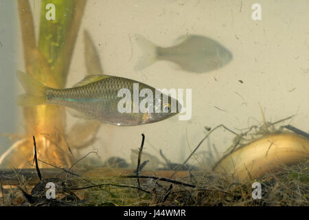 Un bitterling nuota appena al di sopra del fondo con in sottofondo un secondo bitterling e sul fondo un mussle di acqua dolce che viene utilizzato per la riproduzione Foto Stock