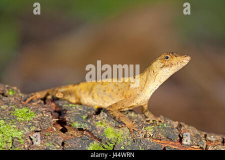 Foto di una politica forestale anole su legno Foto Stock