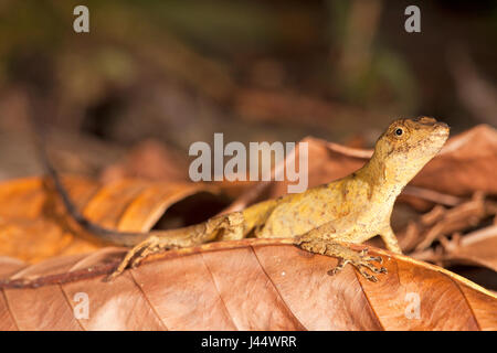 Foto di una politica forestale anole sul suolo della foresta Foto Stock