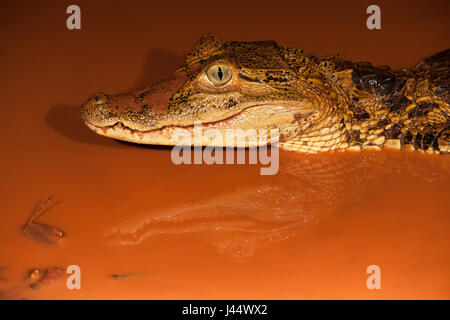 Foto van een brilkaaiman in een poel incontrato rood modderig acqua; foto di un caimano spectacled in una piscina con fango rosso acqua; Foto Stock