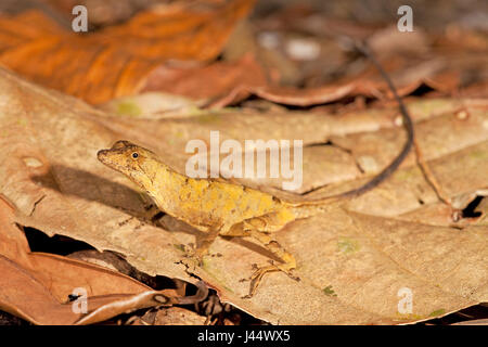 Foto di una politica forestale anole sul suolo della foresta Foto Stock