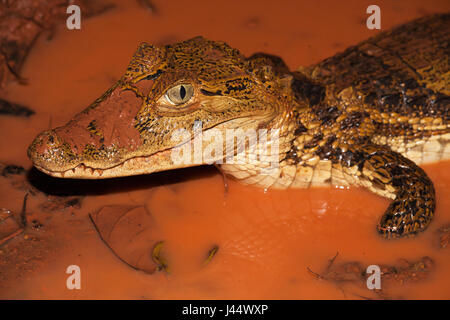 Foto van een brilkaaiman in een poel incontrato rood modderig acqua; foto di un caimano spectacled in una piscina con fango rosso acqua; Foto Stock