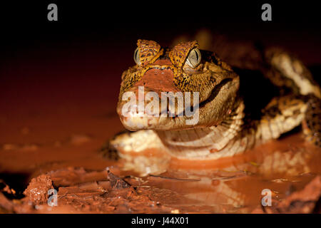 Foto van een brilkaaiman in een poel incontrato rood modderig acqua; foto di un caimano spectacled in una piscina con fango rosso acqua; Foto Stock