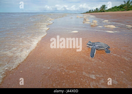 Ampio angolo di foto di un giovane liuto hatchling sulla spiaggia sulla sua via verso il mare Foto Stock