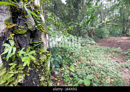 Foto di una a tre strisce poison dart frog seduto in un foro albero Foto Stock