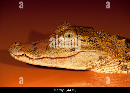 Foto van een brilkaaiman in een poel incontrato rood modderig acqua; foto di un caimano spectacled in una piscina con fango rosso acqua; Foto Stock