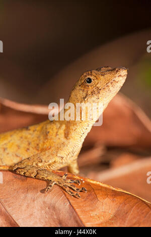 Foto di una politica forestale anole sul suolo della foresta Foto Stock