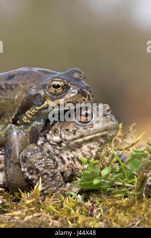 Rana comune rende errore in amplex con il rospo comune Foto Stock