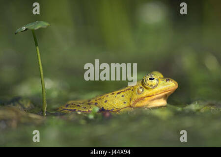 Un maschio di rana in piscina (giallo) si appoggia sotto un ombrello come foglie Foto Stock