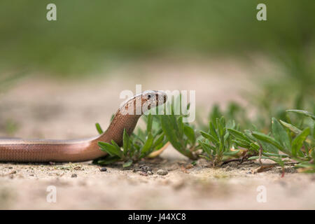 Un giovane lenta crawl worm su un impianto Foto Stock